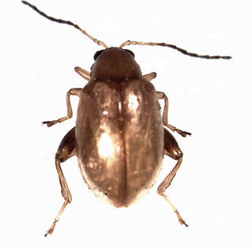 Tansy ragwort flea beetle